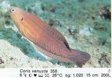 Coris venusta